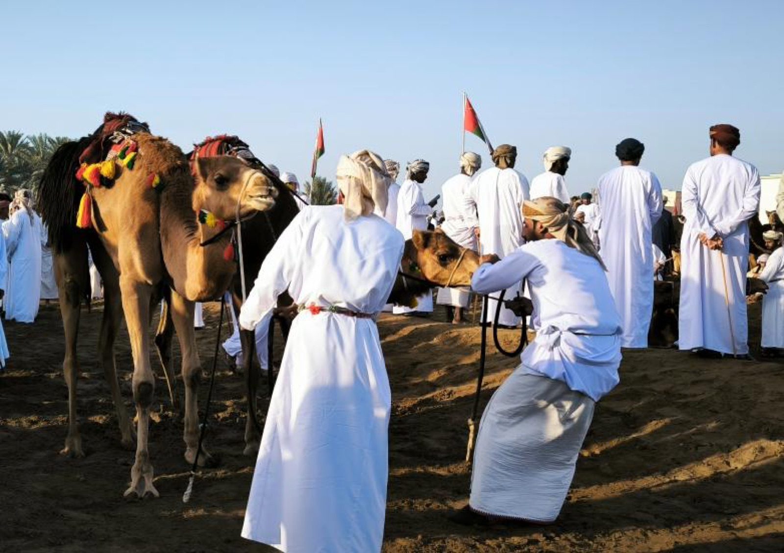 Dromadaires et participants omanais réunis lors d’une course