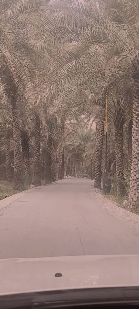 Route calme bordée de palmiers dans une palmeraie omanaise